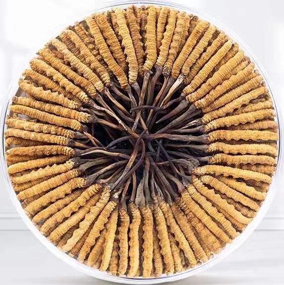 阿勒泰冬虫夏草回收